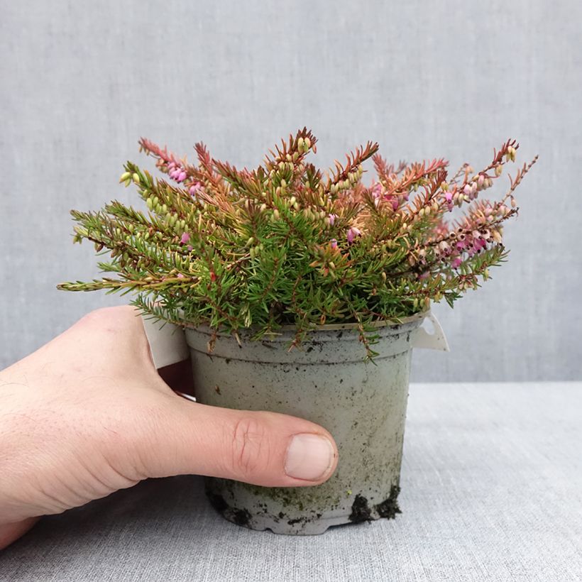 Spécimen de Bruyère d'hiver - Erica x darleyensis Stieneke Pot de 12 cm / 13 cm tel que livré en hiver
