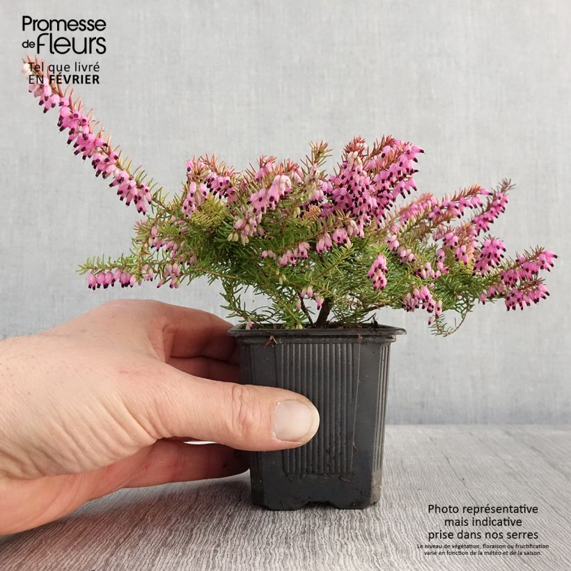 Spécimen de Bruyère d'hiver Winter Belles Tylou - Erica x darleyensis Godet de 8/9 cm tel que livré en hiver