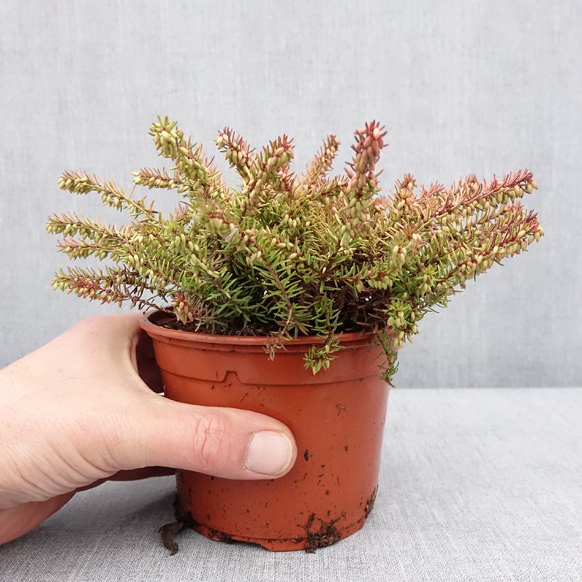 Spécimen de Bruyère d'hiver Winter Belles Tylou - Erica x darleyensis Pot de 1L/1,5L tel que livré en hiver