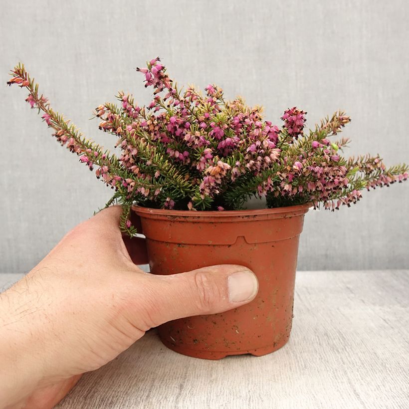 Spécimen de Bruyère d'hiver Winter Belles Tylou - Erica x darleyensis Pot de 1L/1,5L tel que livré au printemps