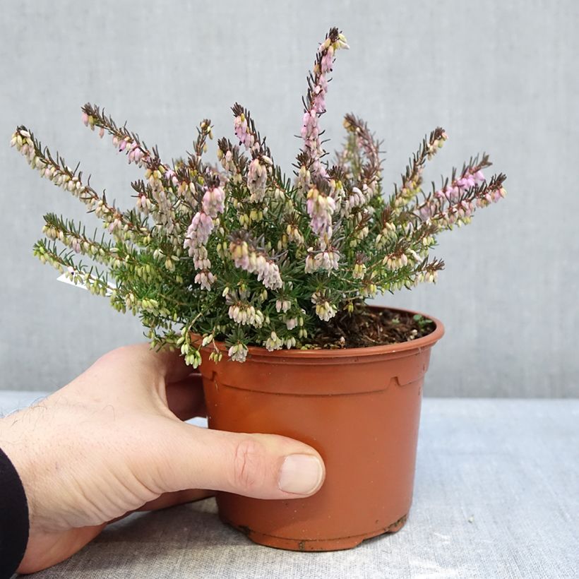 Spécimen de Bruyère de Darley - Erica darleyensis Furzey Pot de 1L/1,5L tel que livré en hiver