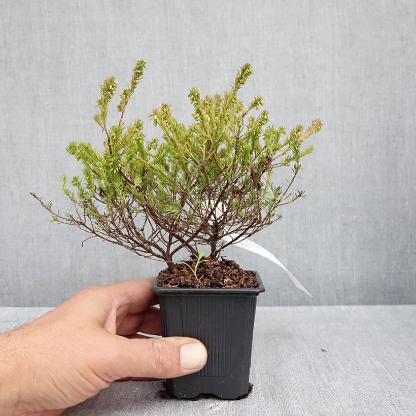 Spécimen de Bruyère de neiges - Erica carnea Ruby Glow Godet de 8/9 cm tel que livré en automne
