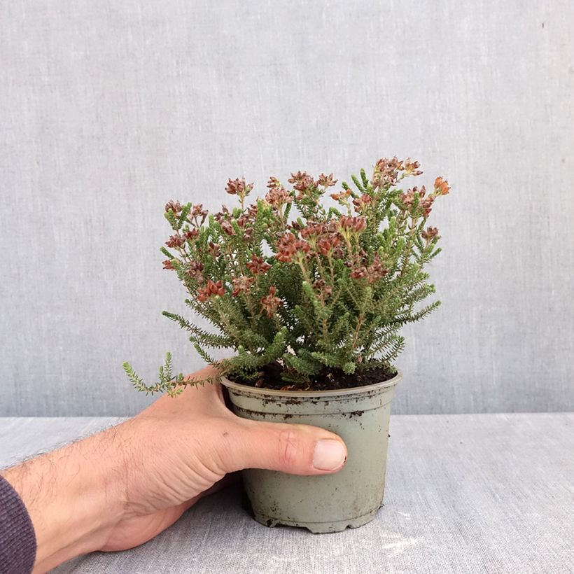 Spécimen de Bruyère des marais - Erica tetralix Alba Pot de 12 cm / 13 cm tel que livré en automne
