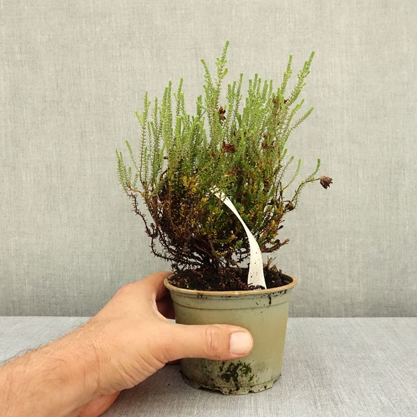 Spécimen de Bruyère des marais - Erica tetralix Alba Pot de 10 cm/11cm tel que livré en été