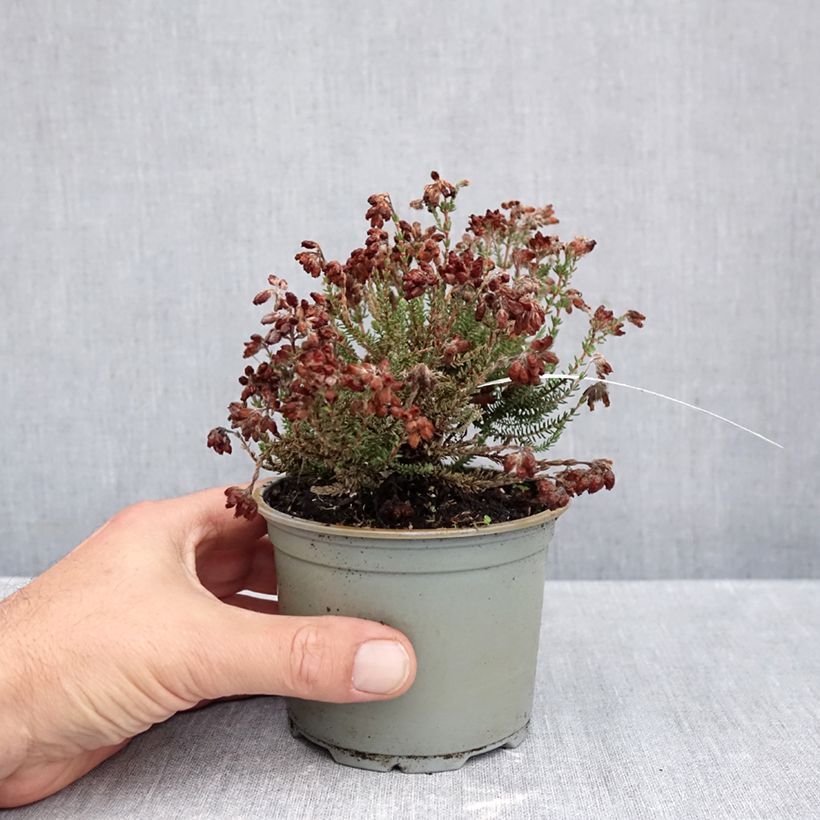 Spécimen de Bruyère des marais - Erica tetralix Con Underwood Pot de 12 cm / 13 cm tel que livré en automne