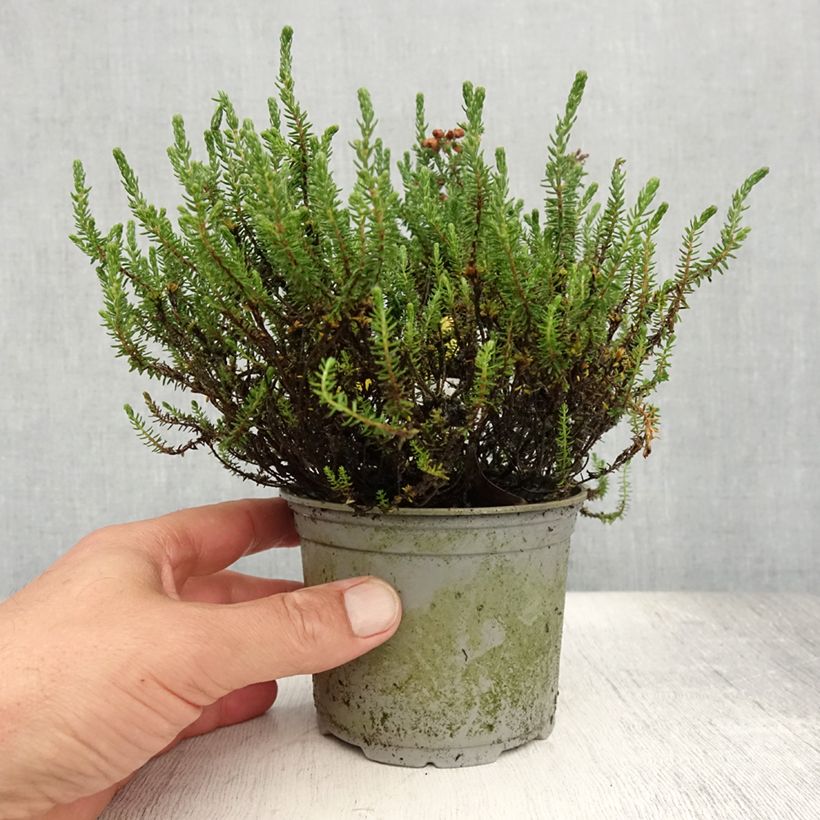 Spécimen de Bruyère des marais - Erica tetralix Pot de 12 cm / 13 cm tel que livré en été