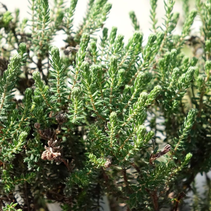 Bruyère des marais - Erica tetralix Tina (Feuillage)