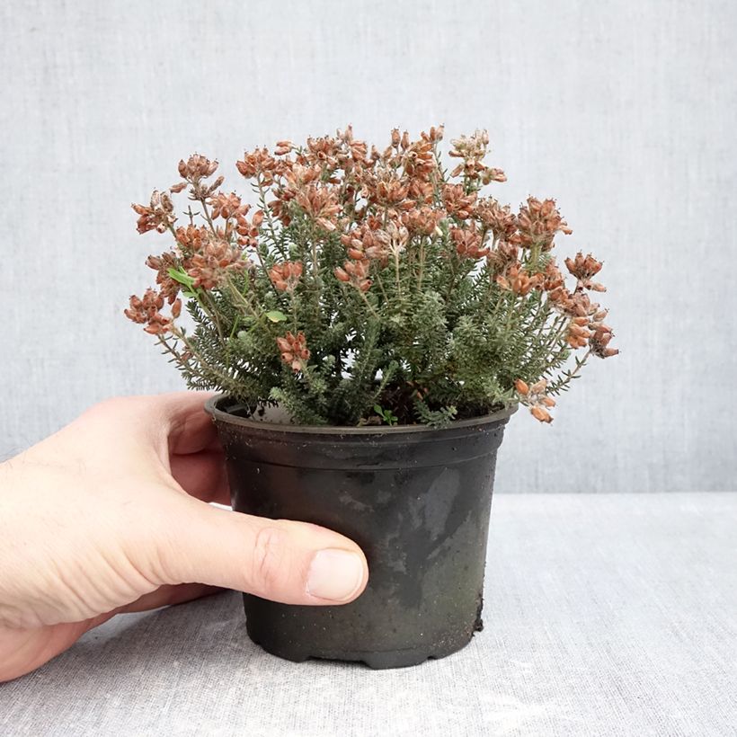 Spécimen de Bruyère des marais - Erica tetralix Tina Pot de 12 cm / 13 cm tel que livré en hiver