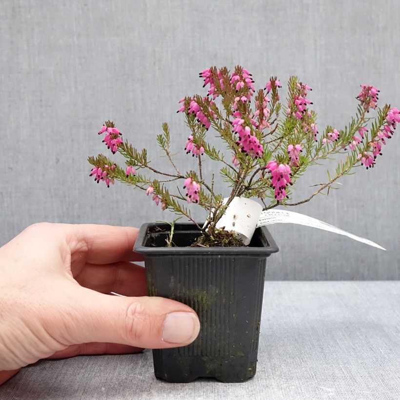 Spécimen de Bruyère des neiges - Erica carnea Eva Godet de 8/9 cm tel que livré en hiver