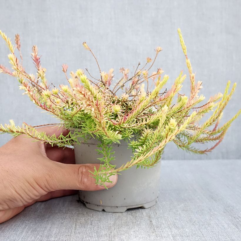 Spécimen de Bruyère des neiges - Erica carnea Foxhollow Pot de 12 cm / 13 cm tel que livré en été
