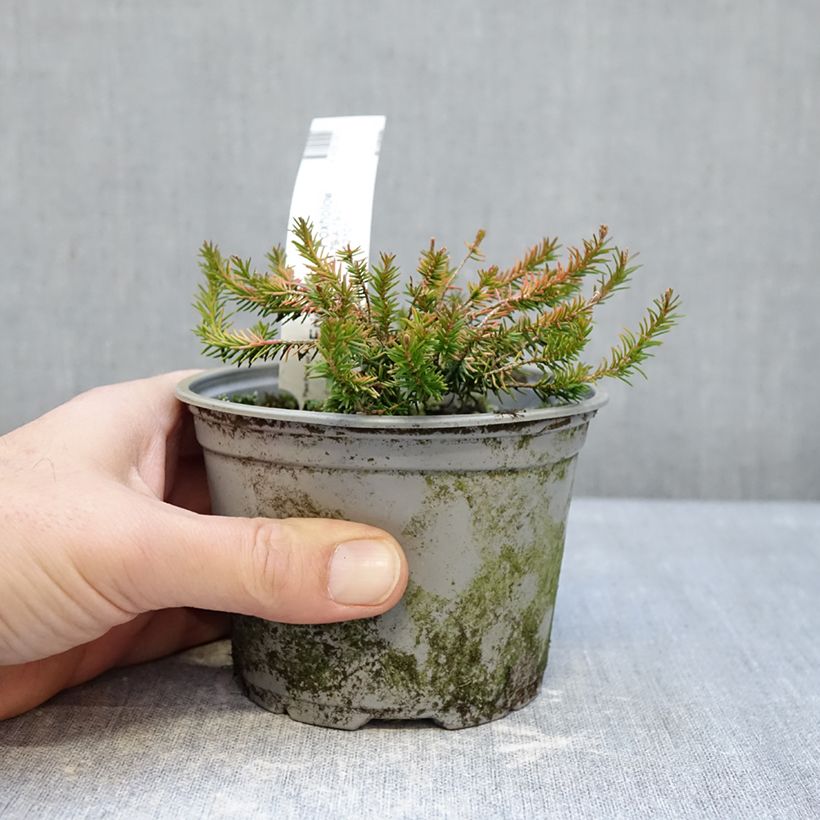 Spécimen de Bruyère des neiges - Erica carnea Foxhollow Pot de 12 cm / 13 cm tel que livré en hiver