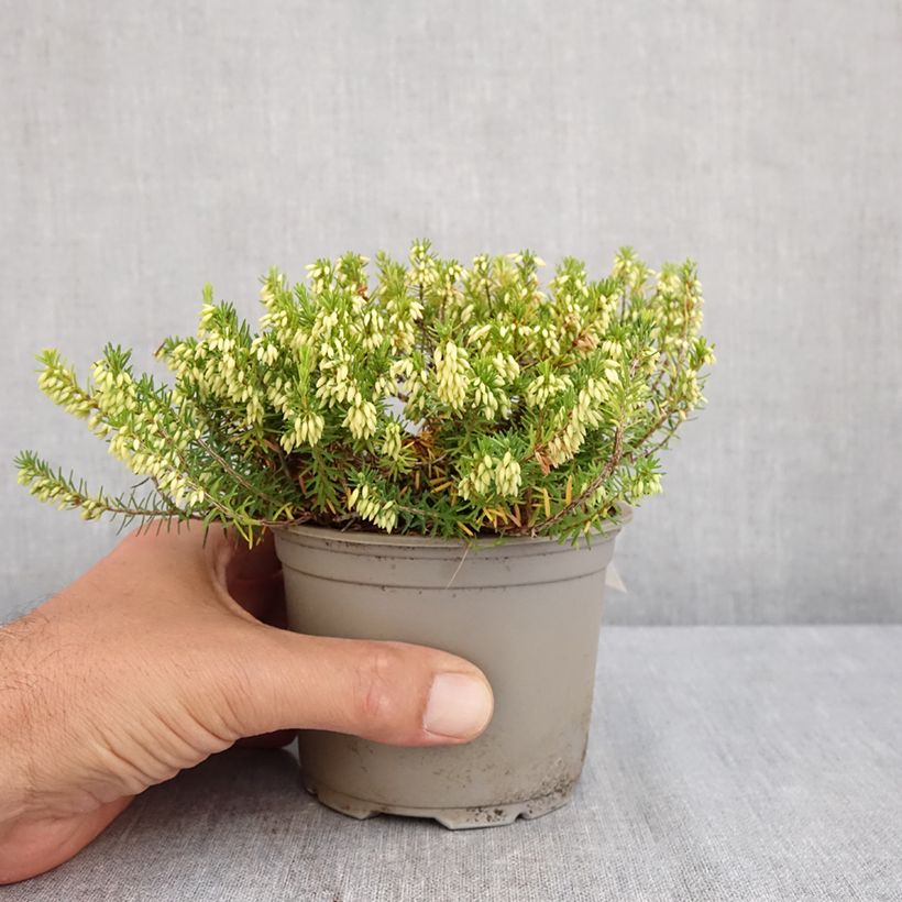 Spécimen de Bruyère des neiges - Erica carnea Isabell  Pot de 12 cm / 13 cm tel que livré en été