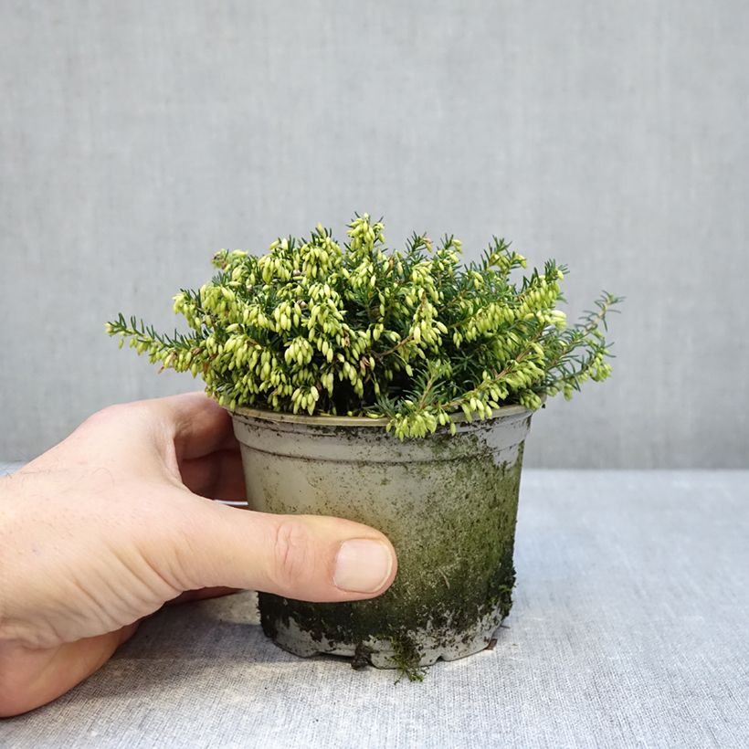 Spécimen de Bruyère des neiges - Erica carnea Isabell  Pot de 12 cm / 13 cm tel que livré en hiver