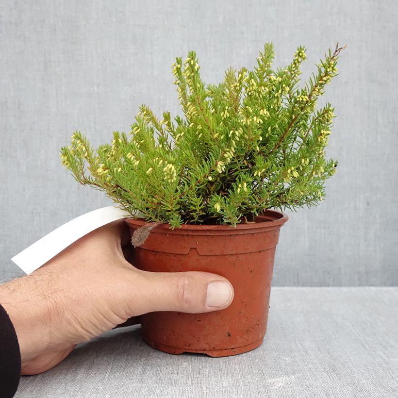 Spécimen de Bruyère des neiges - Erica carnea Jenny Porter Pot de 1L/1,5L tel que livré en automne