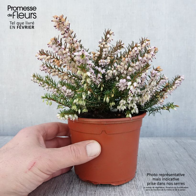 Spécimen de Bruyère des neiges - Erica carnea Jenny Porter Pot de 1L/1,5L tel que livré en hiver