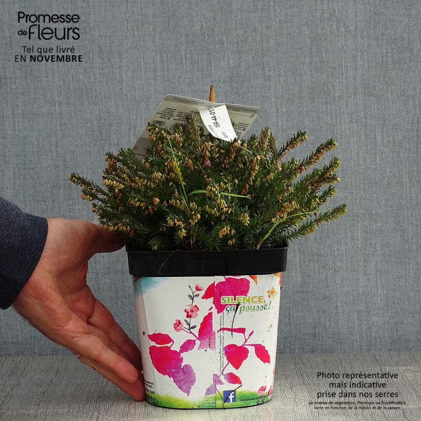 Spécimen de Bruyère des neiges - Erica carnea Jenny Porter Pot de 2L/3L tel que livré en automne