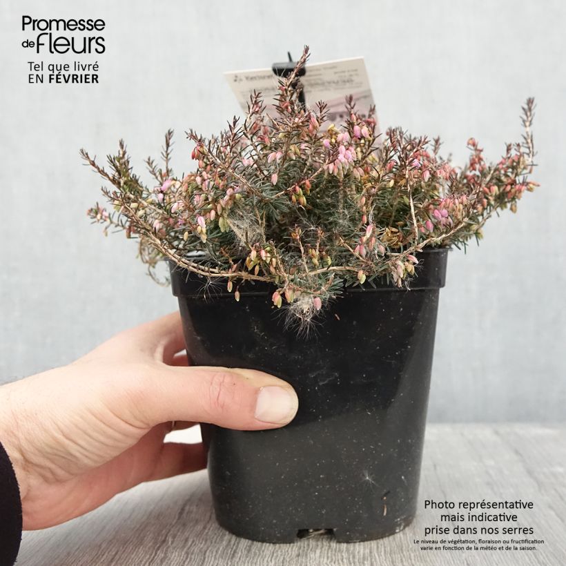 Spécimen de Bruyère des neiges - Erica carnea Myreton Ruby  Pot de 1,5L/2L tel que livré en hiver