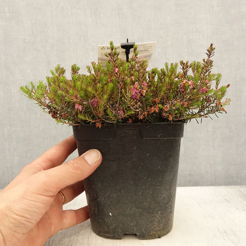 Spécimen de Bruyère des neiges - Erica carnea Myreton Ruby  Pot de 1,5L/2L tel que livré au printemps