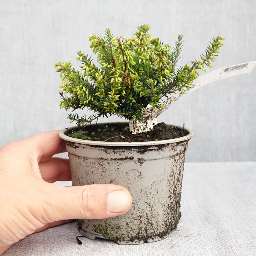 Spécimen de Bruyère des neiges - Erica carnea Rosalie Pot de 12 cm / 13 cm tel que livré en automne