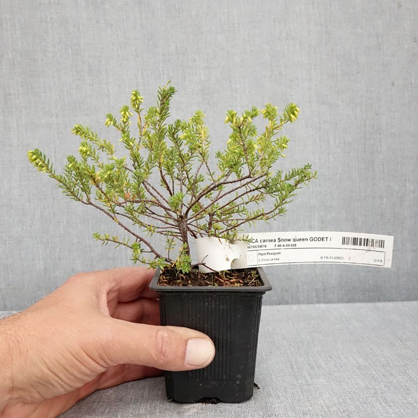 Spécimen de Bruyère des neiges - Erica carnea Snow Queen Godet de 8/9 cm tel que livré en automne
