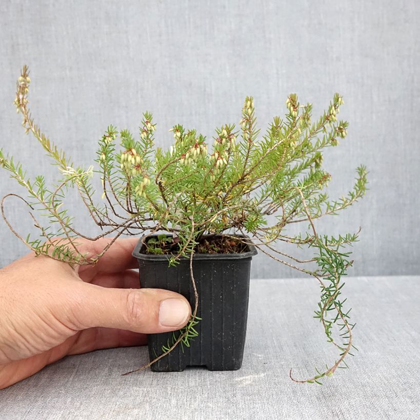 Spécimen de Bruyère des neiges - Erica carnea Springwood Pink Godet de 8/9 cm tel que livré en automne