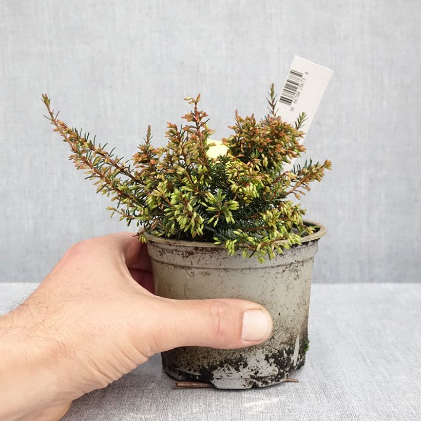 Spécimen de Bruyère des neiges - Erica carnea Wintersonne Pot de 12 cm / 13 cm tel que livré en automne