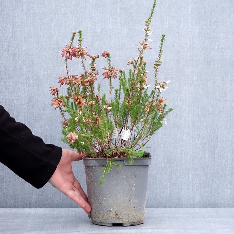 Erica verticillata Vaso da 4L/5L esemplare consegnato in inverno
