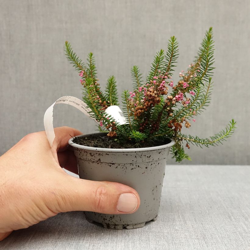 Spécimen de Bruyère vagabonde - Erica vagans Birch Glow Pot de 10 cm/11cm tel que livré en automne