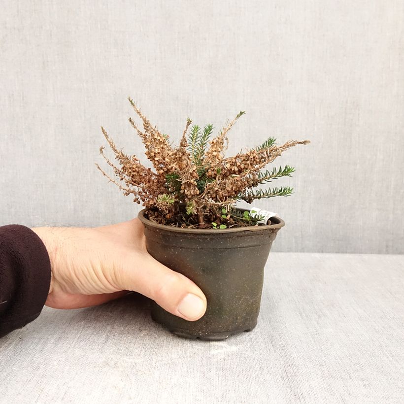 Spécimen de Bruyère vagabonde - Erica vagans Holden Pink Pot de 12 cm / 13 cm tel que livré en automne