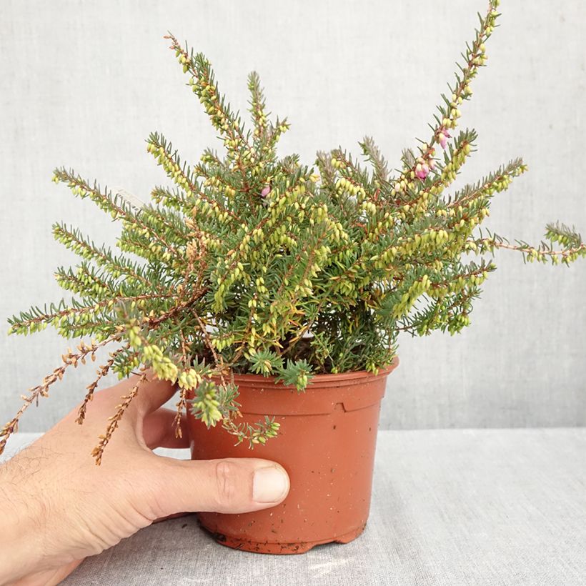 Spécimen de Bruyère Winter Belles Lucie - Erica (x) darleyensis Pot de 1L/1,5L tel que livré en automne
