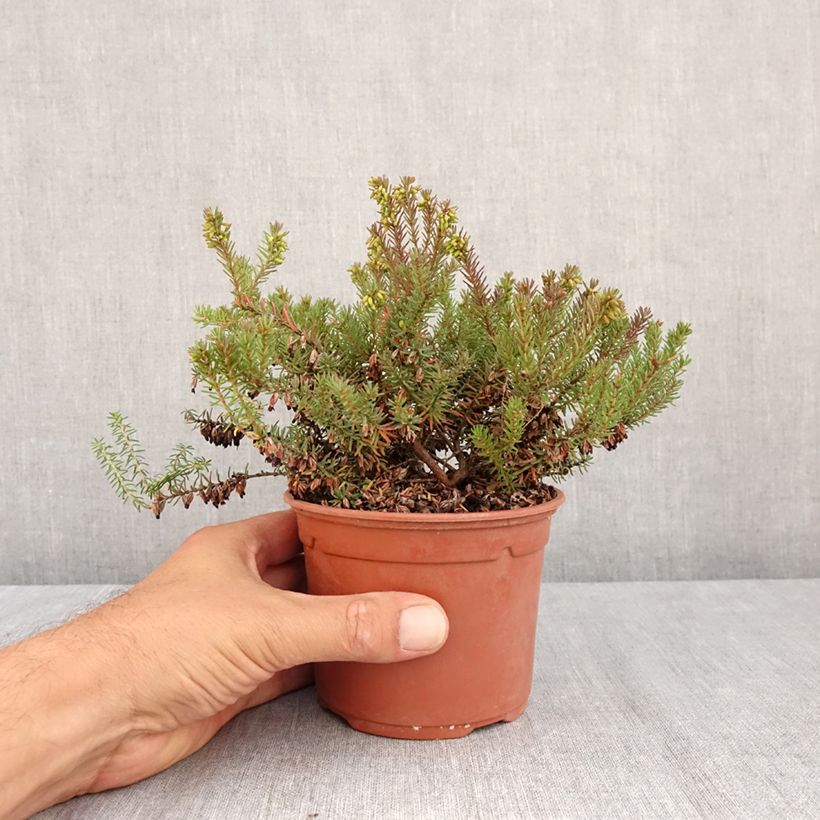 Spécimen de Bruyère Winter Belles Lucie - Erica (x) darleyensis Pot de 1L/1,5L tel que livré en été
