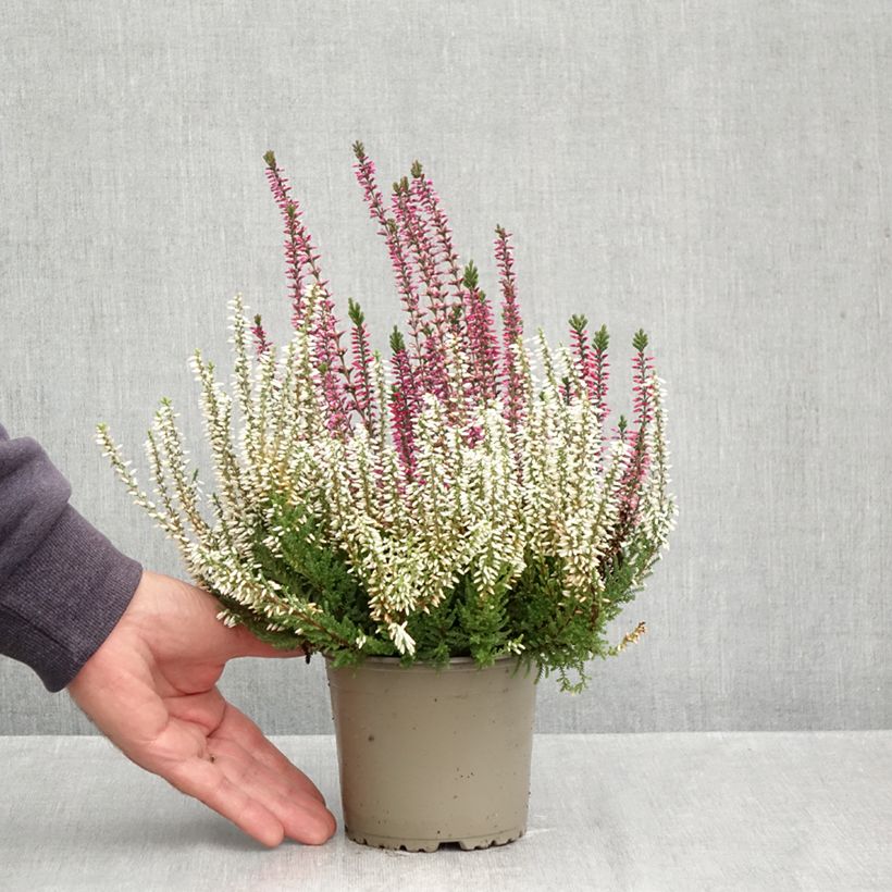 Spécimen de Bruyères d'été - Calluna Trio Girls Martina - Betty - Zelda Pot de 1L/1,5L tel que livré en automne