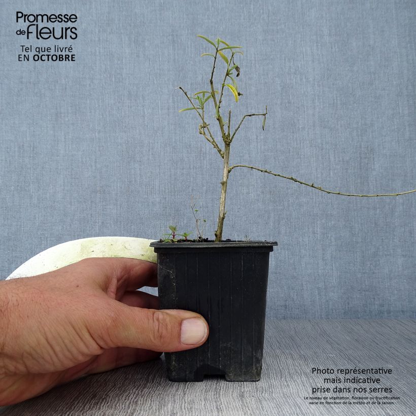 Spécimen de Buddleia alternifolia - Arbre aux papillons Godet de 8/9 cm tel que livré en automne