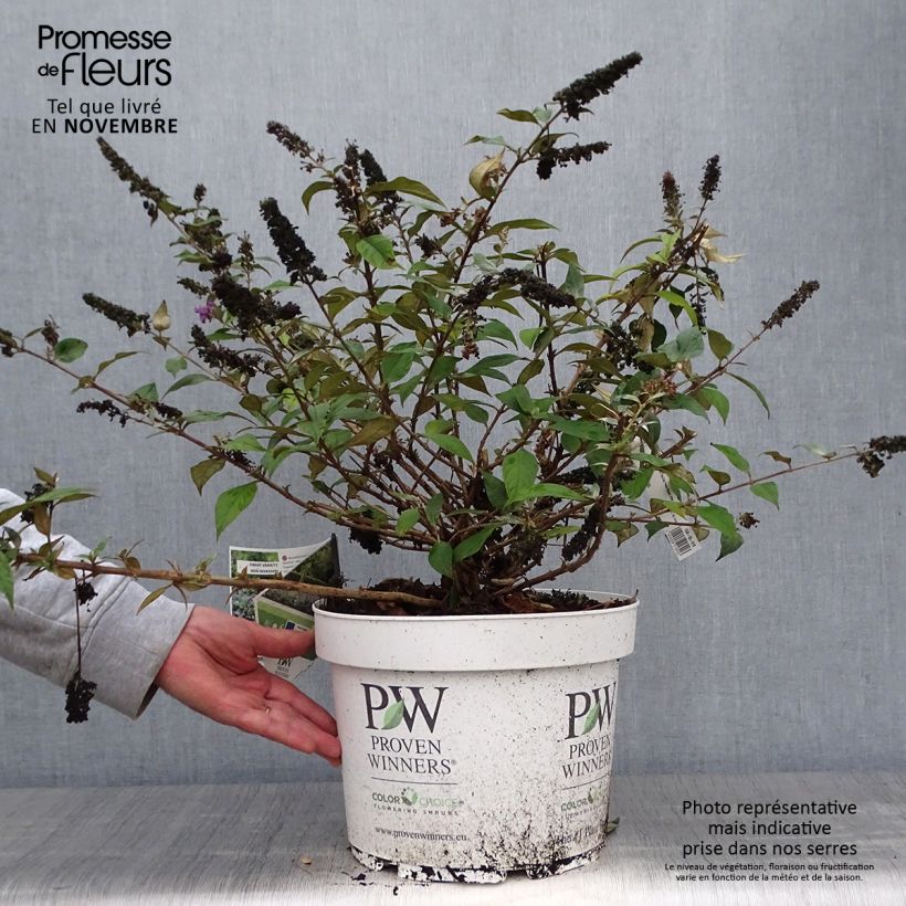 Spécimen de Buddleia Blue Chip - Arbre aux papillons nain Pot de 7,5L/10L tel que livré en automne