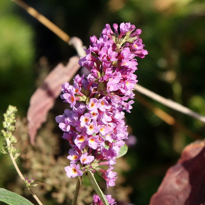 Buddleia Blue Chip Jr - Arbre aux papillons nain (Floraison)