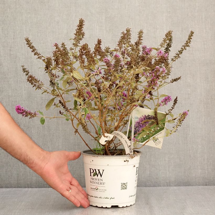 Spécimen de Buddleia Blue Chip Jr - Arbre aux papillons nain Pot de 2L/3L tel que livré en été