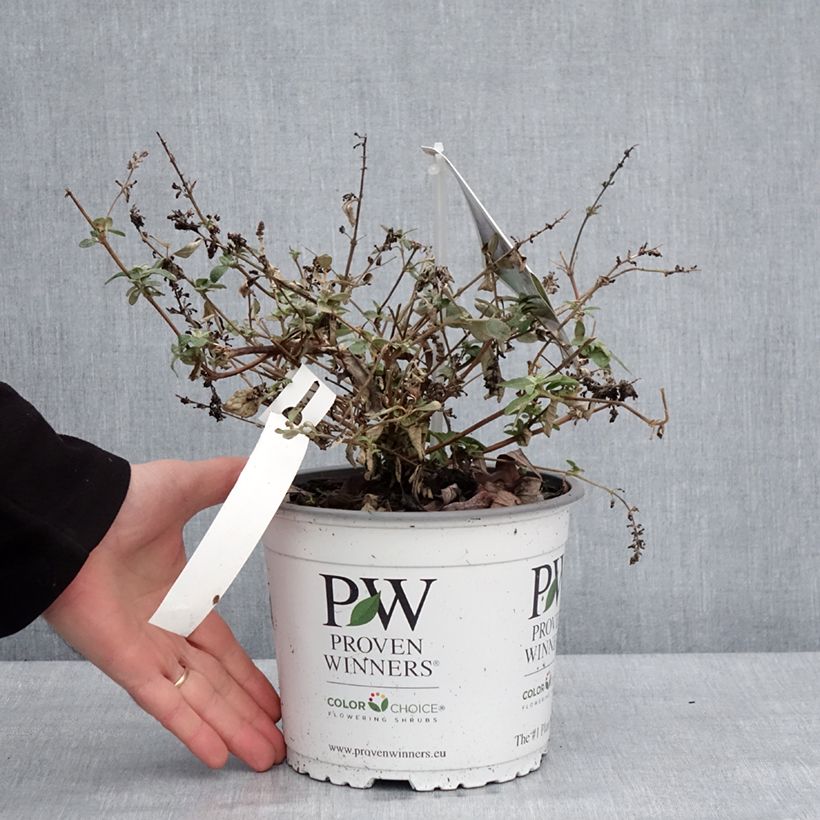 Spécimen de Buddleia Blue Chip Jr - Arbre aux papillons nain Pot de 2L/3L tel que livré en hiver