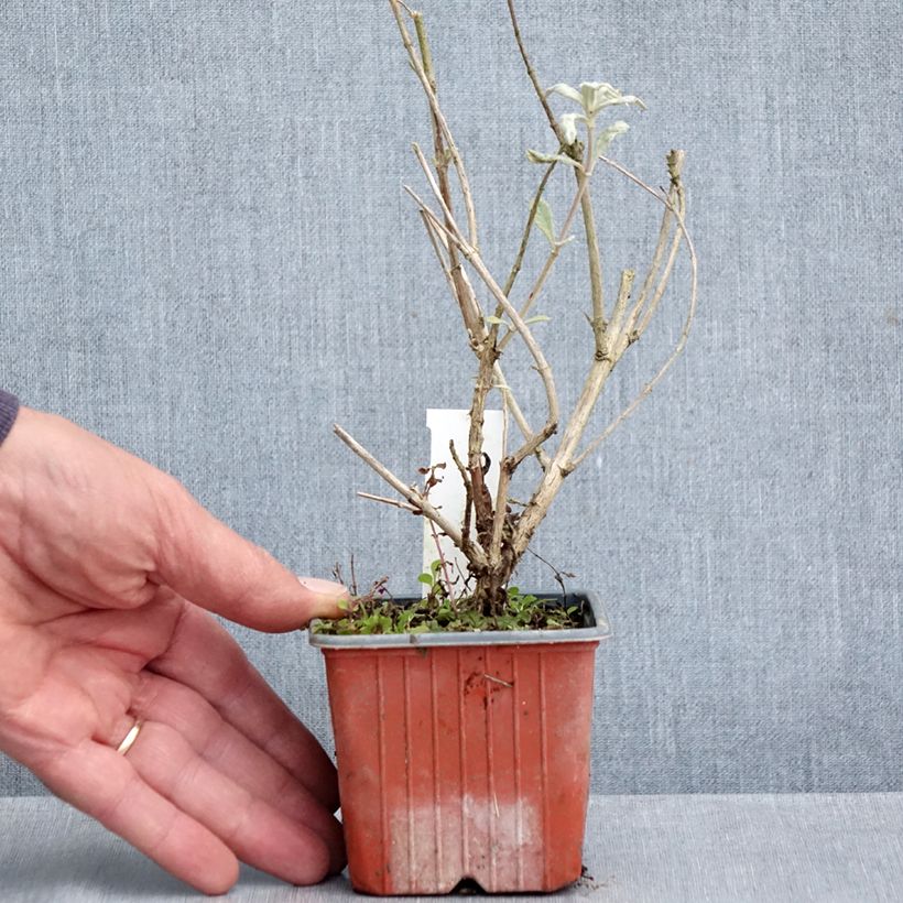 Spécimen de Buddleia davidii Adonis Blue, Arbre à papillons Godet de 8/9 cm tel que livré en automne