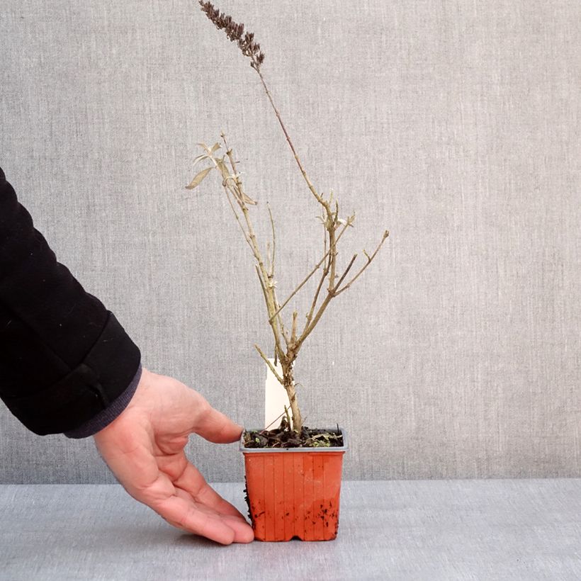 Spécimen de Buddleia davidii Adonis Blue, Arbre à papillons Godet de 8/9 cm tel que livré en hiver