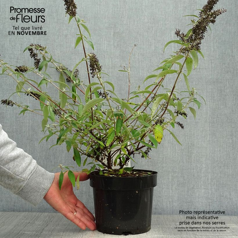 Spécimen de Buddleia davidii Adonis Blue, Arbre à papillons Pot de 3L/4L tel que livré en automne