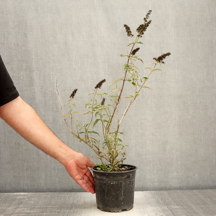 Spécimen de Buddleia davidii Black Knight - Arbre aux papillons Pot de 2L/3L tel que livré en été