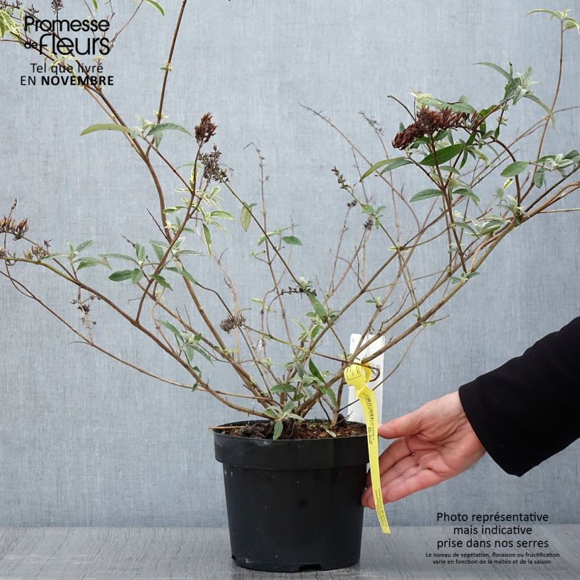 Spécimen de Buddleia davidii Masquerade - Arbre aux papillons Pot de 3L/4L tel que livré en automne
