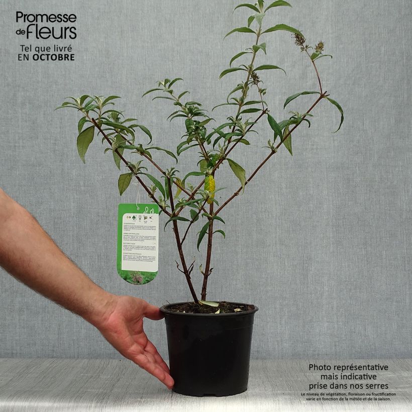 Spécimen de Buddleia davidii Pink Delight - Arbre aux papillons à fleurs rose vif Pot de 3L/4L tel que livré en automne
