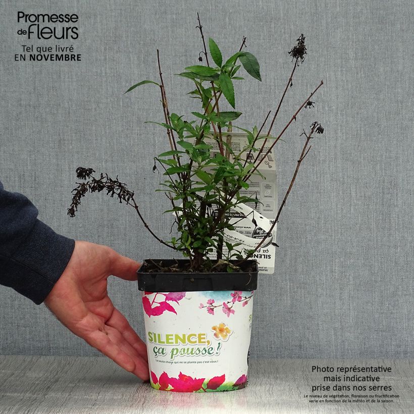 Spécimen de Buddleia davidii Prince Charming - Arbre aux papillons Pot de 2L/3L tel que livré en automne