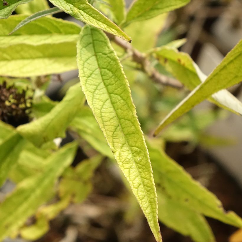 Buddleia davidii Purple Emperor - Arbre aux papillons (Feuillage)