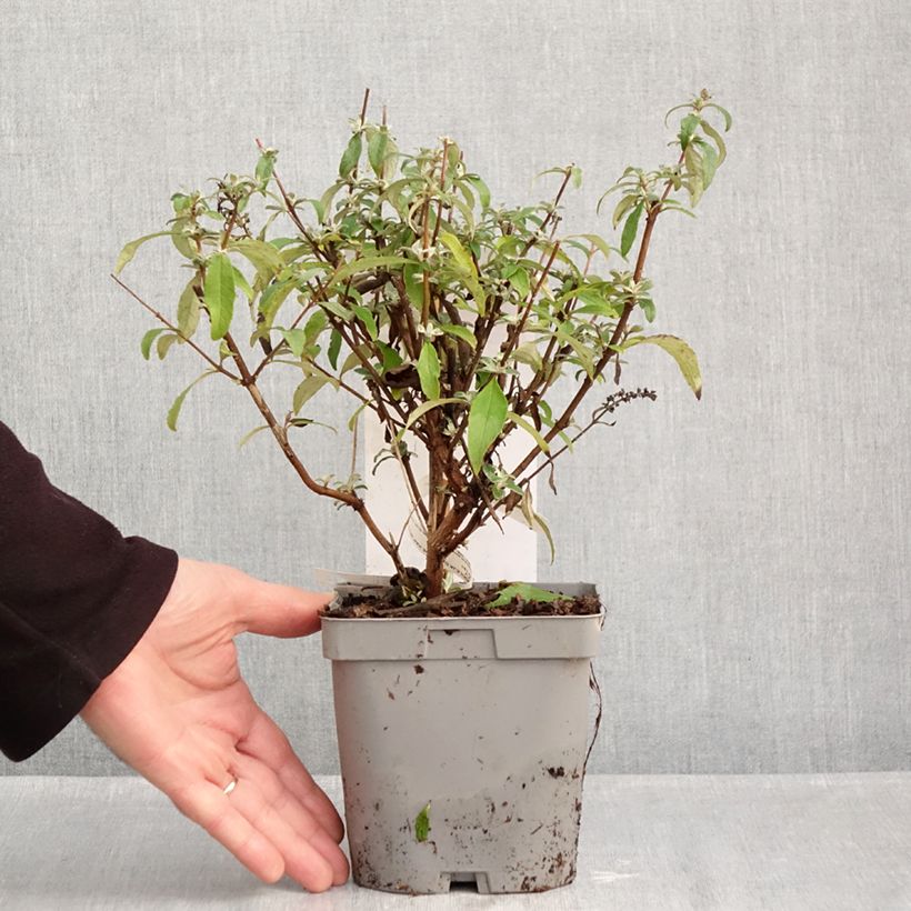 Spécimen de Buddleia davidii Rêve de Papillon Blue - Arbre aux papillons Pot de 2L/3L tel que livré en automne