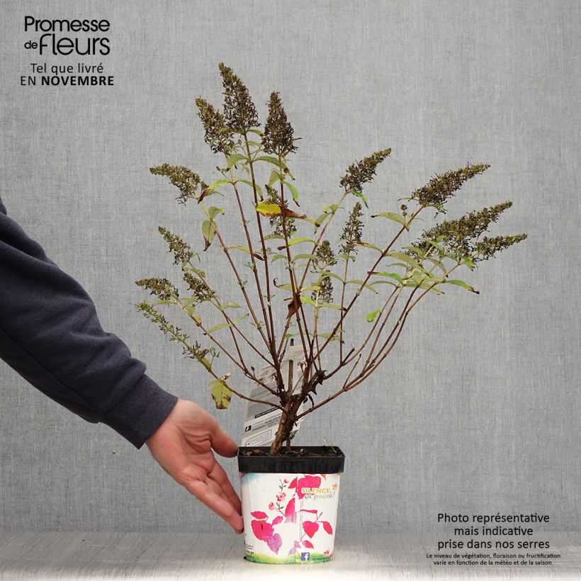 Spécimen de Buddleia davidii Rêve de Papillon Pink - Arbre aux papillons Pot de 2L/3L tel que livré en automne