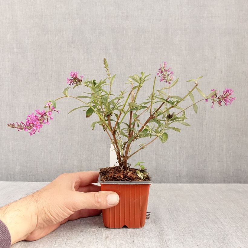 Spécimen de Buddleia davidii Sophie - Arbre à papillons Godet de 8/9 cm tel que livré en automne