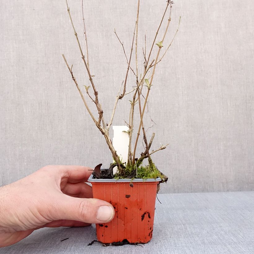 Spécimen de Buddleia davidii Sophie - Arbre à papillons Godet de 8/9 cm tel que livré en hiver
