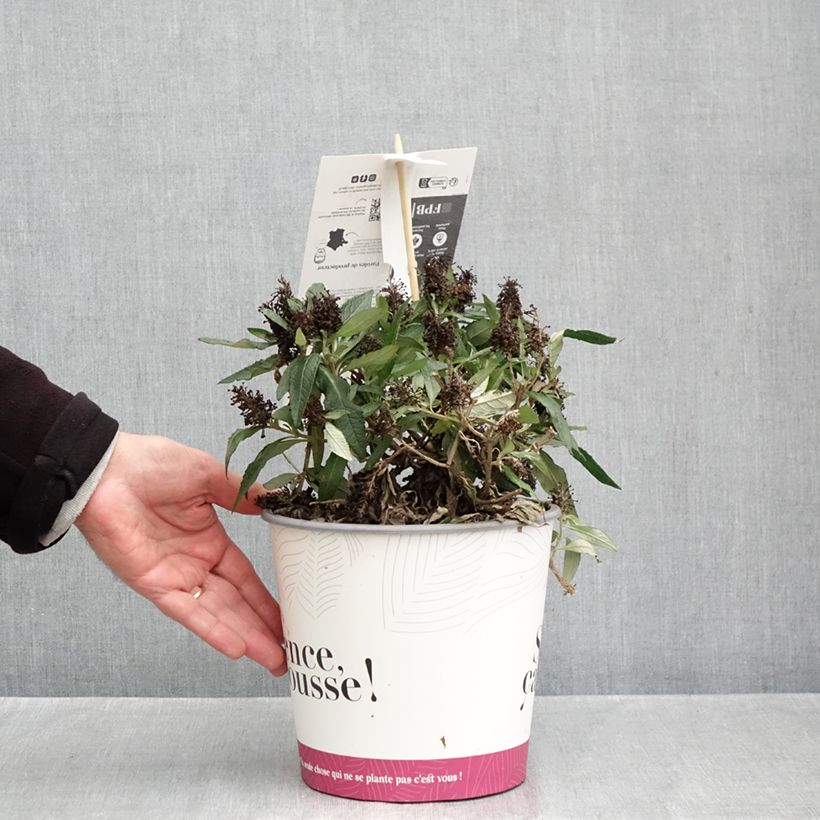 Spécimen de Buddleia davidii Tiny Buddy Deep Blue - Arbre aux papillons nain Pot de 4L/5L tel que livré en automne